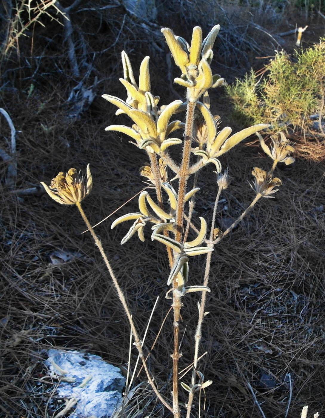 Изображение особи Phlomis fruticosa.