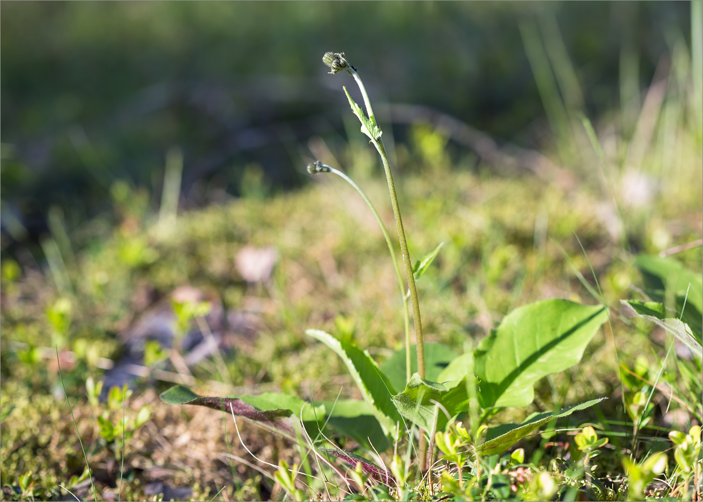 Изображение особи род Hieracium.