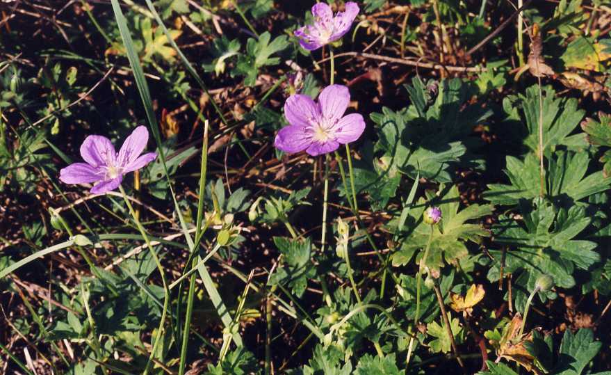 Изображение особи Geranium collinum.