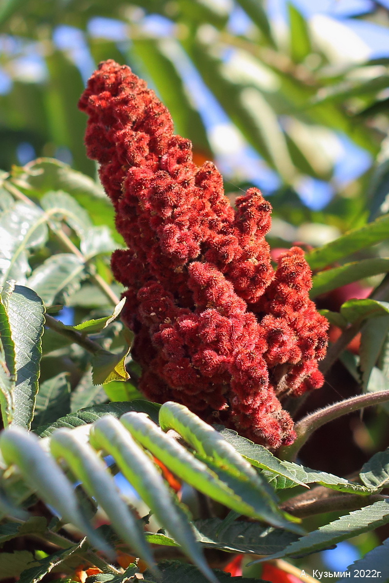 Image of Rhus typhina specimen.