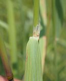 Calamagrostis epigeios