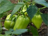 Capsicum annuum