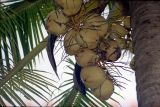 Cocos nucifera. Плоды. Таиланд, провинция Транг, р-н Кантанг, остров Ко Крадан, морской заповедник \"Hat Chao Mai\".