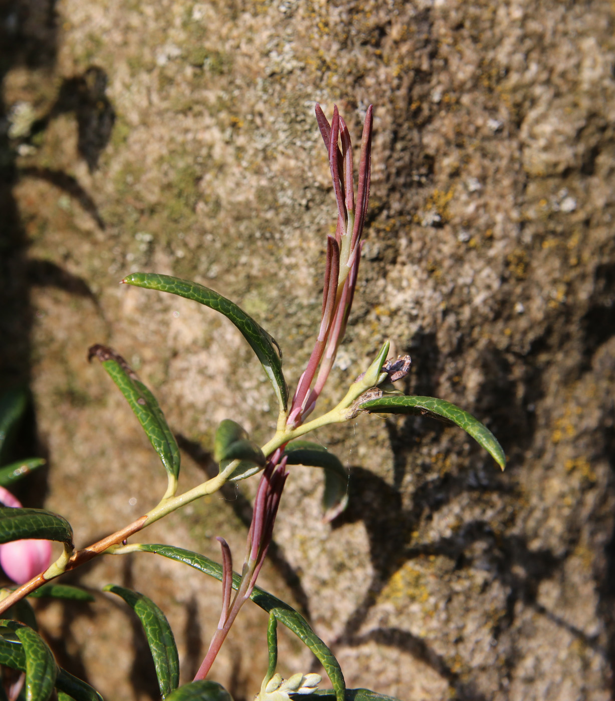 Image of Andromeda polifolia specimen.