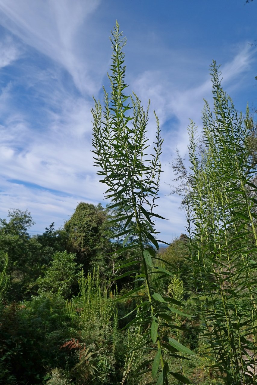 Image of genus Solidago specimen.