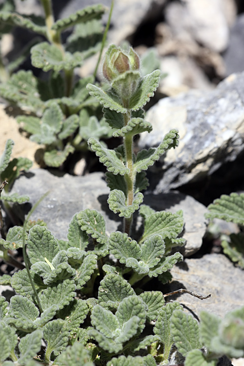 Image of Scutellaria linczewskii specimen.