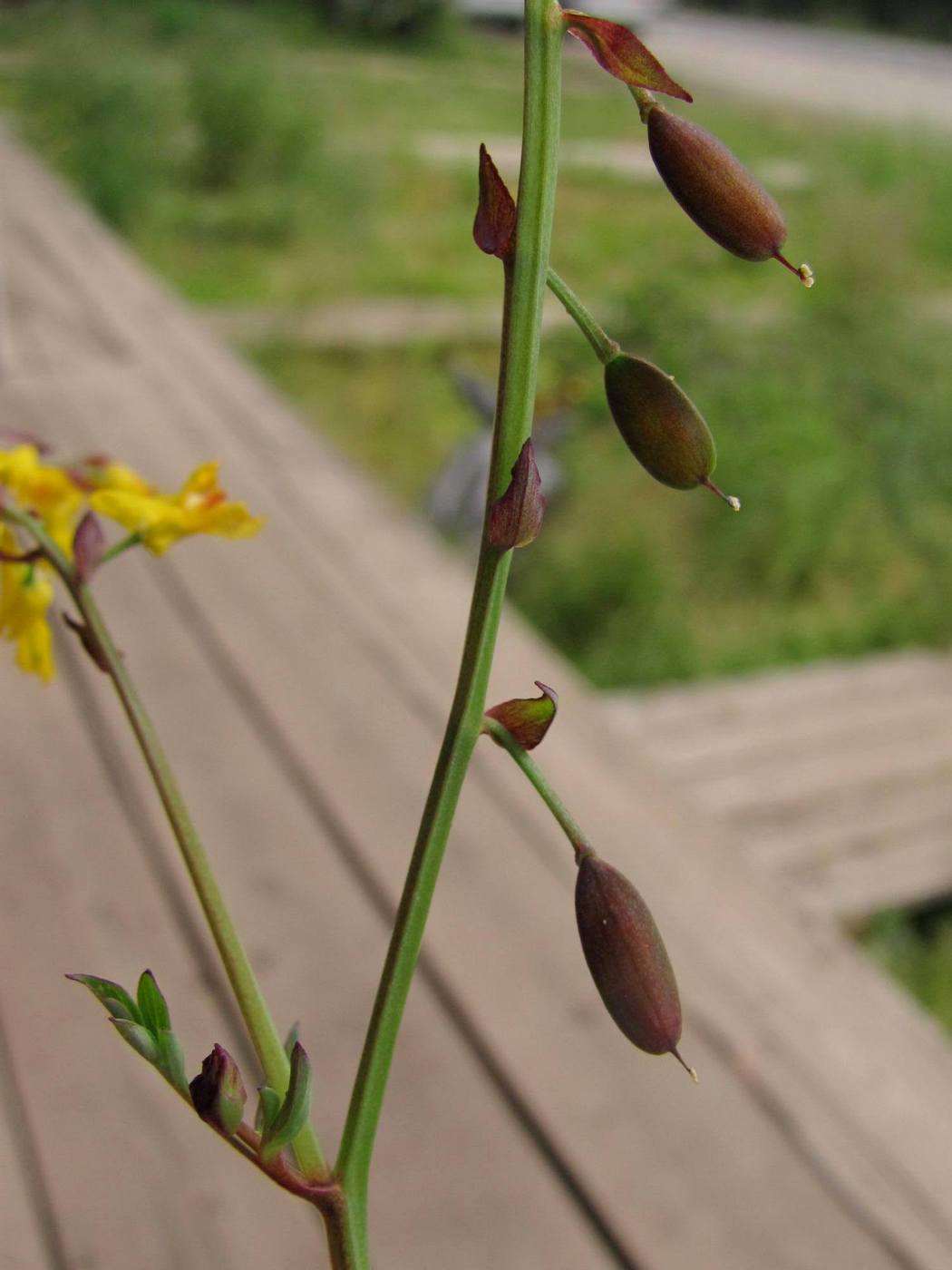 Изображение особи Corydalis sibirica.