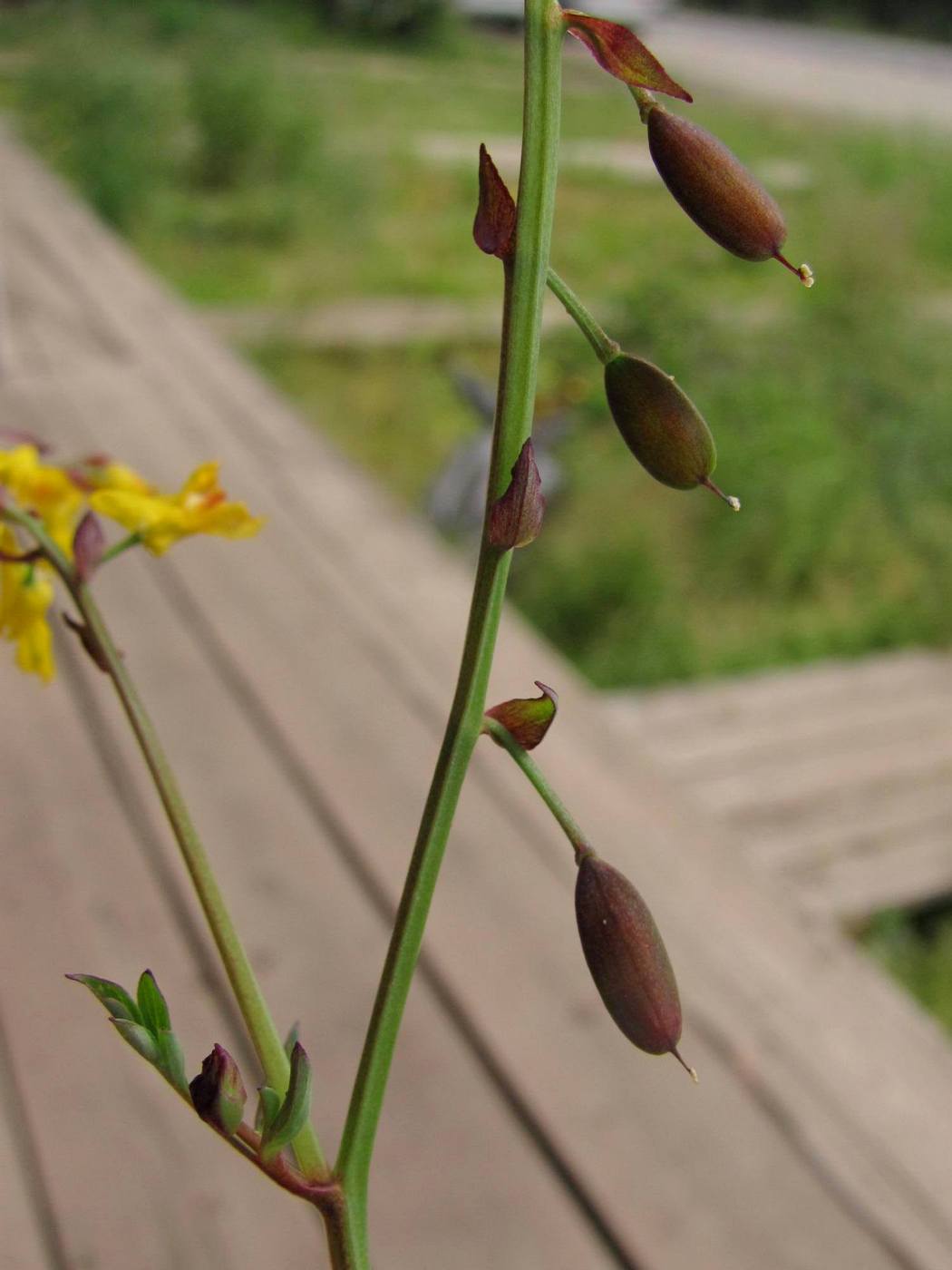 Image of Corydalis sibirica specimen.