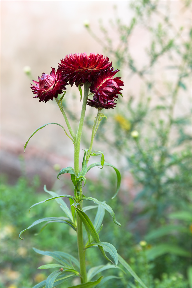 Изображение особи Xerochrysum bracteatum.