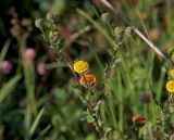 Pulicaria vulgaris