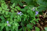 Lathyrus laxiflorus. Верхушка цветущего растения (рядом видны листья Apiaceae). Армения, обл. Тавуш, Дилижанский национальный парк, берег оз. Парз, ≈ 1300 м н.у.м., широколиственный лес с преобладанием Fagus. 22.06.2022.