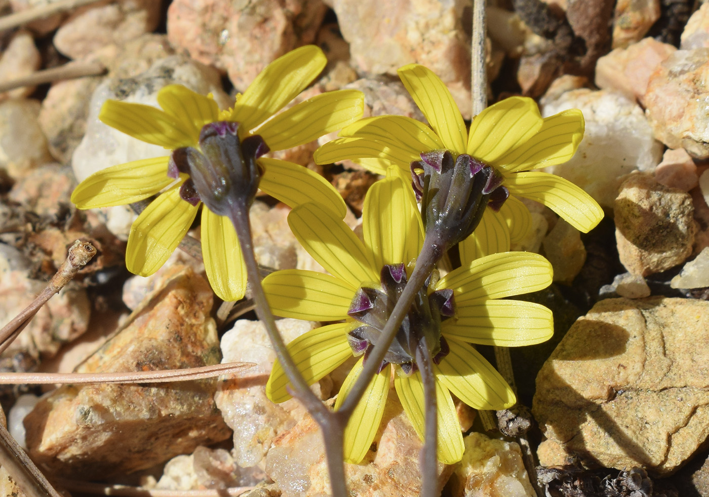 Image of genus Crassothonna specimen.