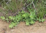 Gypsophila perfoliata. Вегетирующее растение. Краснодарский край, м/о Анапа, пос. Витязево, ул. Скифская, зарастающая низина у подножия дюны. 03.06.2021.