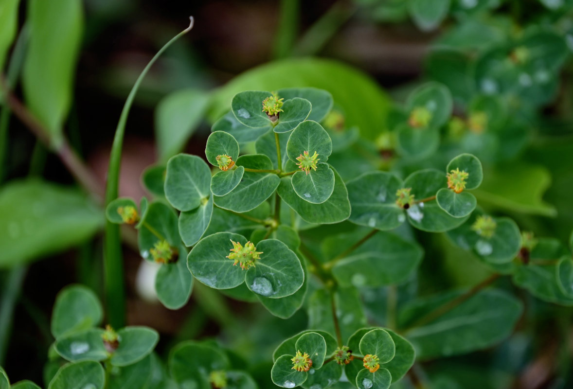 Image of Euphorbia jenisseiensis specimen.