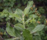 Salix recurvigemmata