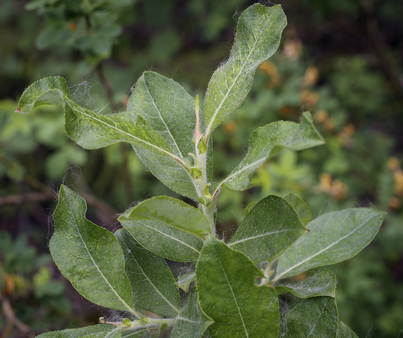 Изображение особи Salix recurvigemmata.