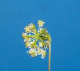 Daucus carota