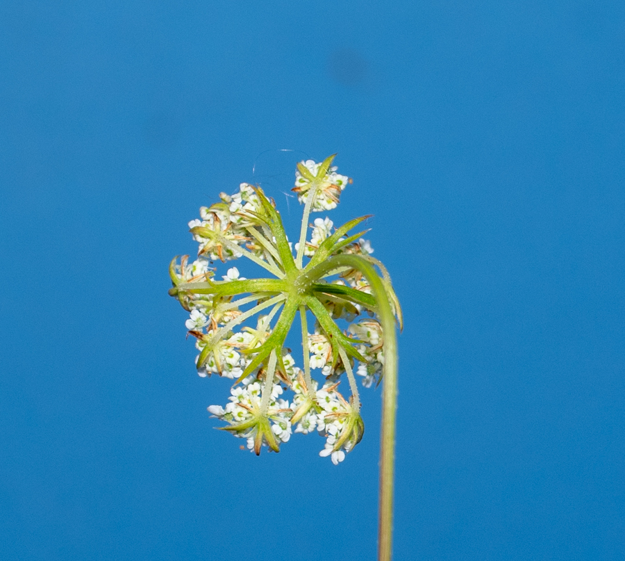 Изображение особи Daucus carota.