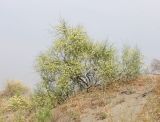 Calligonum litwinowii. Плодоносящее растение. Узбекистан, Ферганская обл., Язъяванский р-н, Язъяванские пески, частично закреплённые дюны. 16 мая 2023 г.