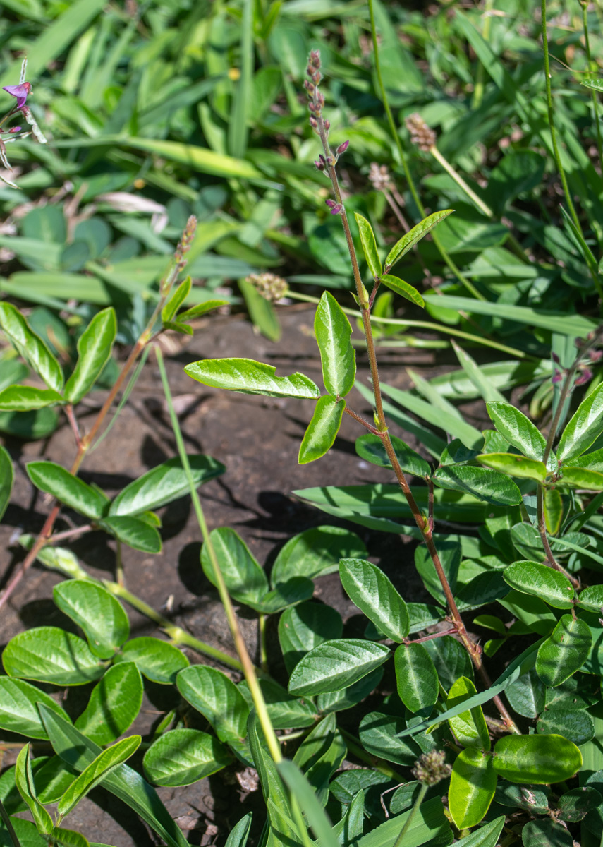 Изображение особи семейство Fabaceae.