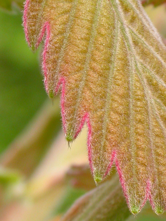 Изображение особи Quercus dentata.