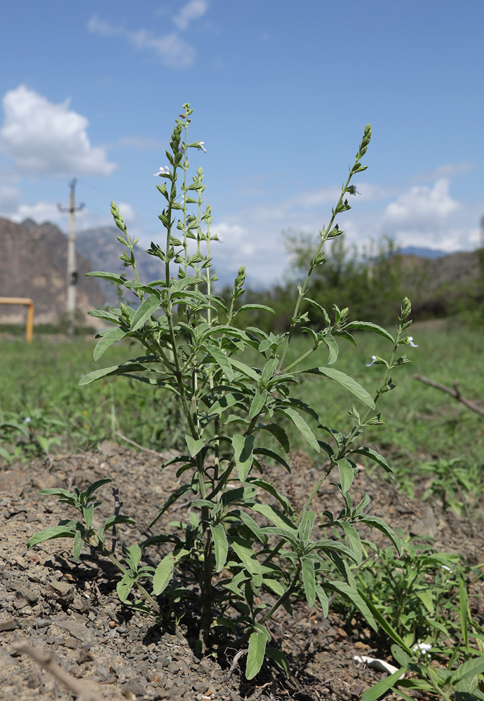 Image of Salvia reflexa specimen.