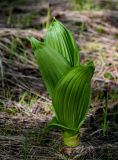 Veratrum lobelianum. Молодое растение с разворачивающимися листьями. Хакасия, Орджоникидзевский р-н, верховья р. Правая Сарала, луговой склон у края снежника. 08.06.2022.
