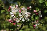 Malus sylvestris