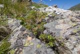 Juniperus hemisphaerica. Вегетирующее растение в скальной расщелине. Карачаево-Черкесия, Урупский р-н, Кавказский биосферный заповедник, Имеретинское ущелье, ≈ 2400 м н.у.м., скалы над Верхним Имеретинским водопадом. 28.07.2022.