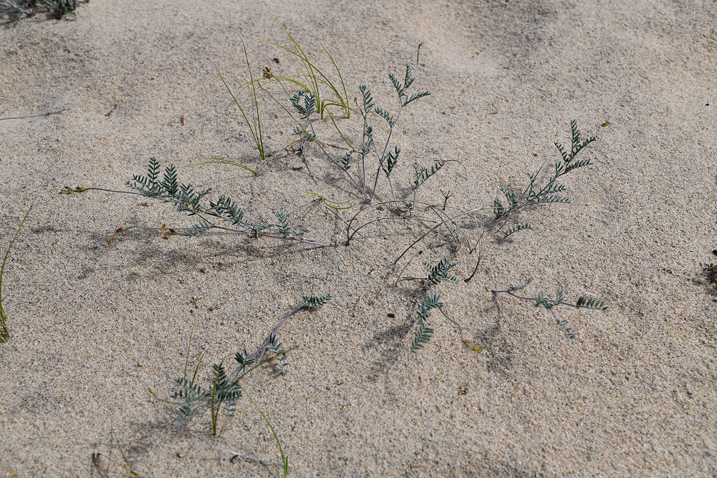 Изображение особи Astragalus olchonensis.