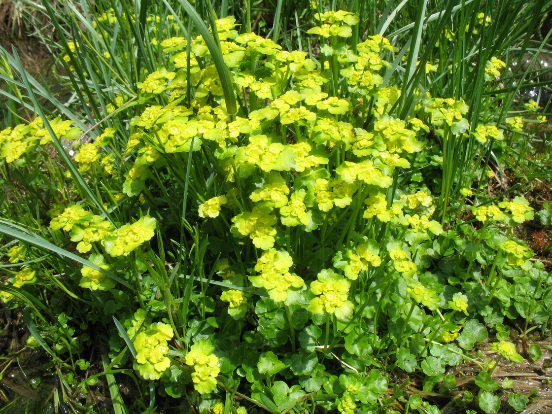 Image of Chrysosplenium sibiricum specimen.