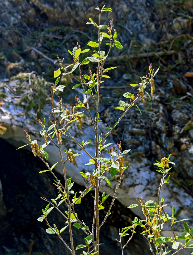 Изображение особи Duschekia fruticosa.