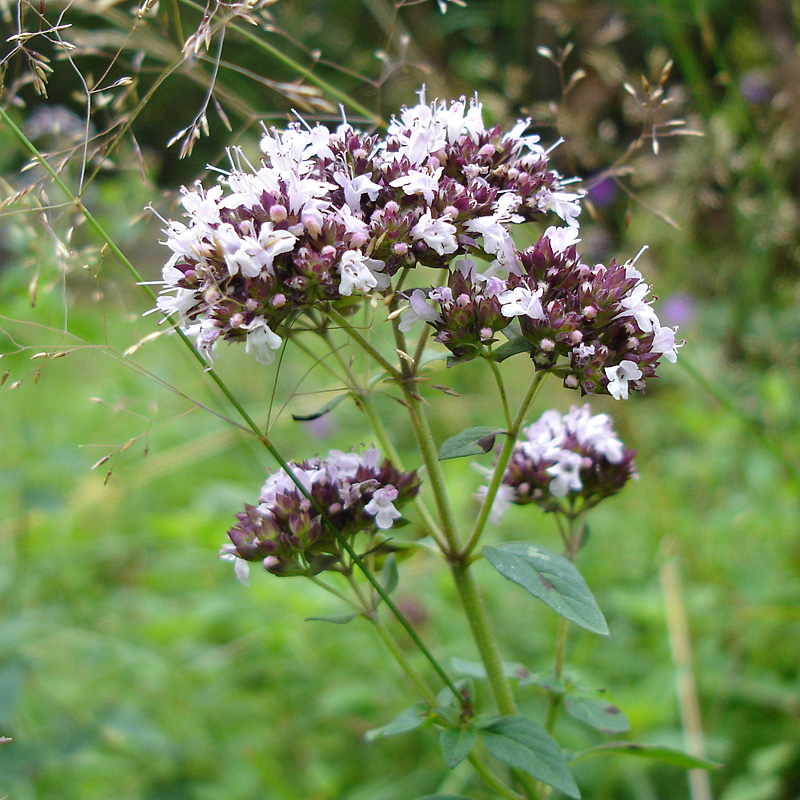 Изображение особи Origanum vulgare.