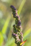 Chenopodium