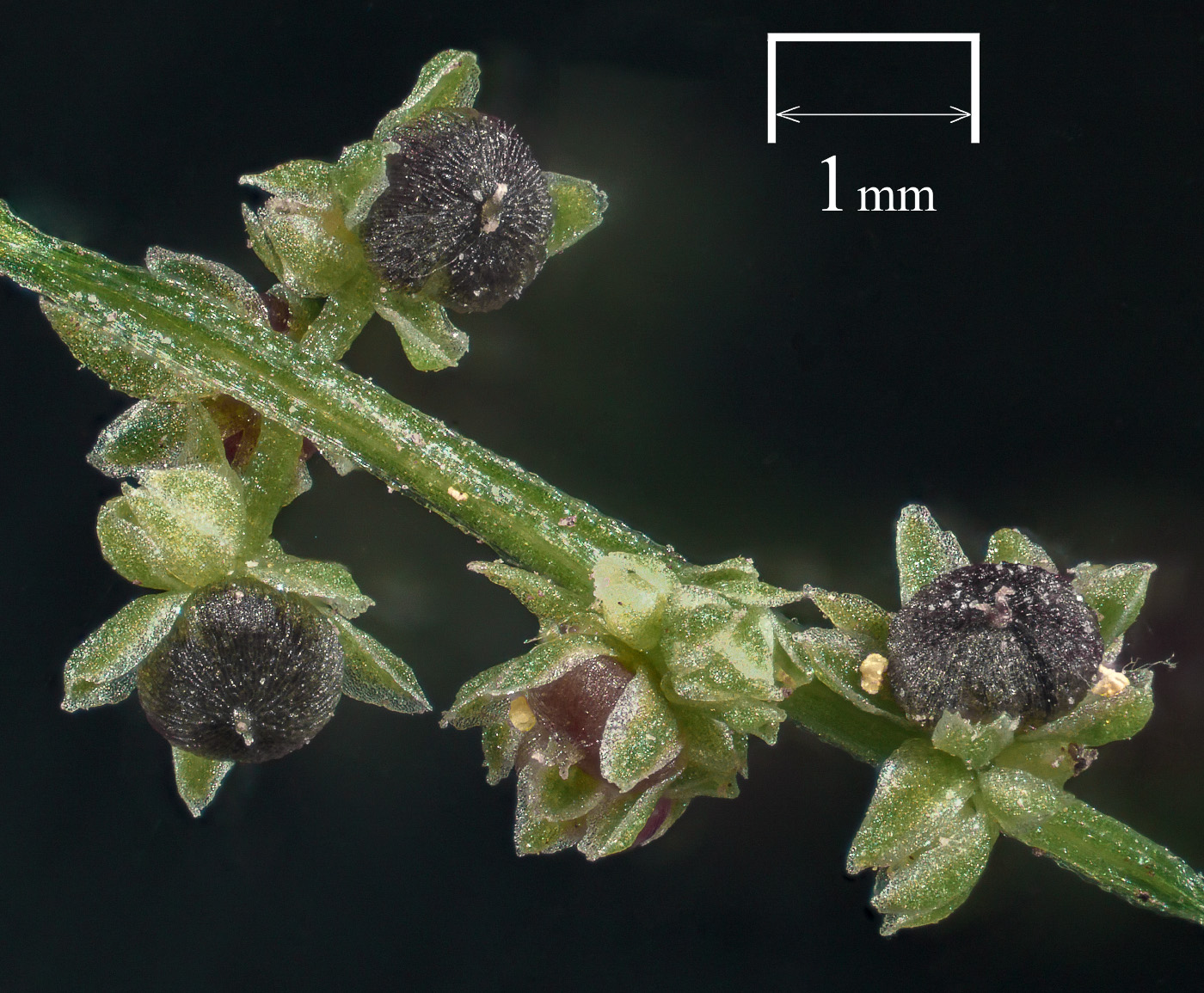 Image of Lipandra polysperma specimen.