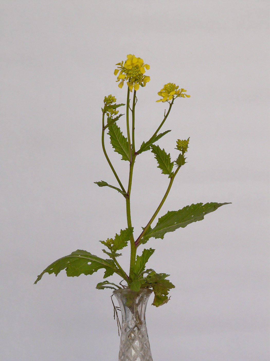 Изображение особи семейство Brassicaceae.