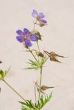 Geranium pratense подвид sergievskajae