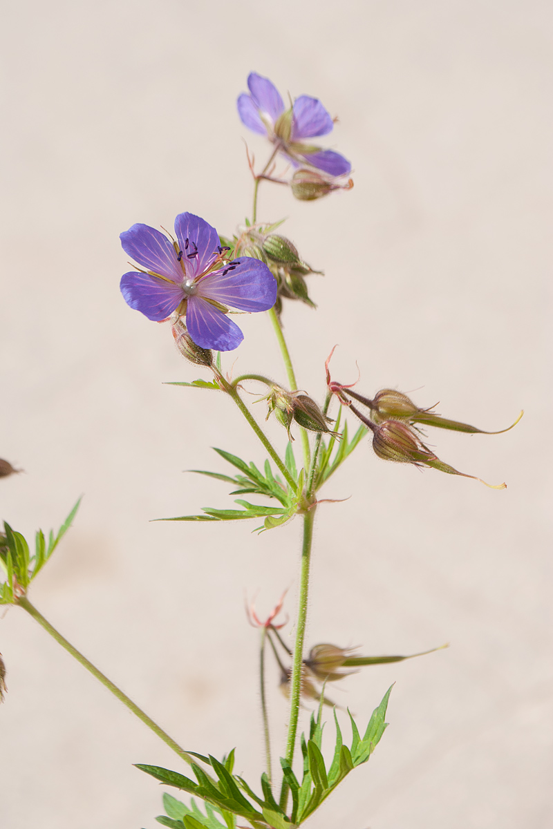 Image of Geranium pratense ssp. sergievskajae specimen.