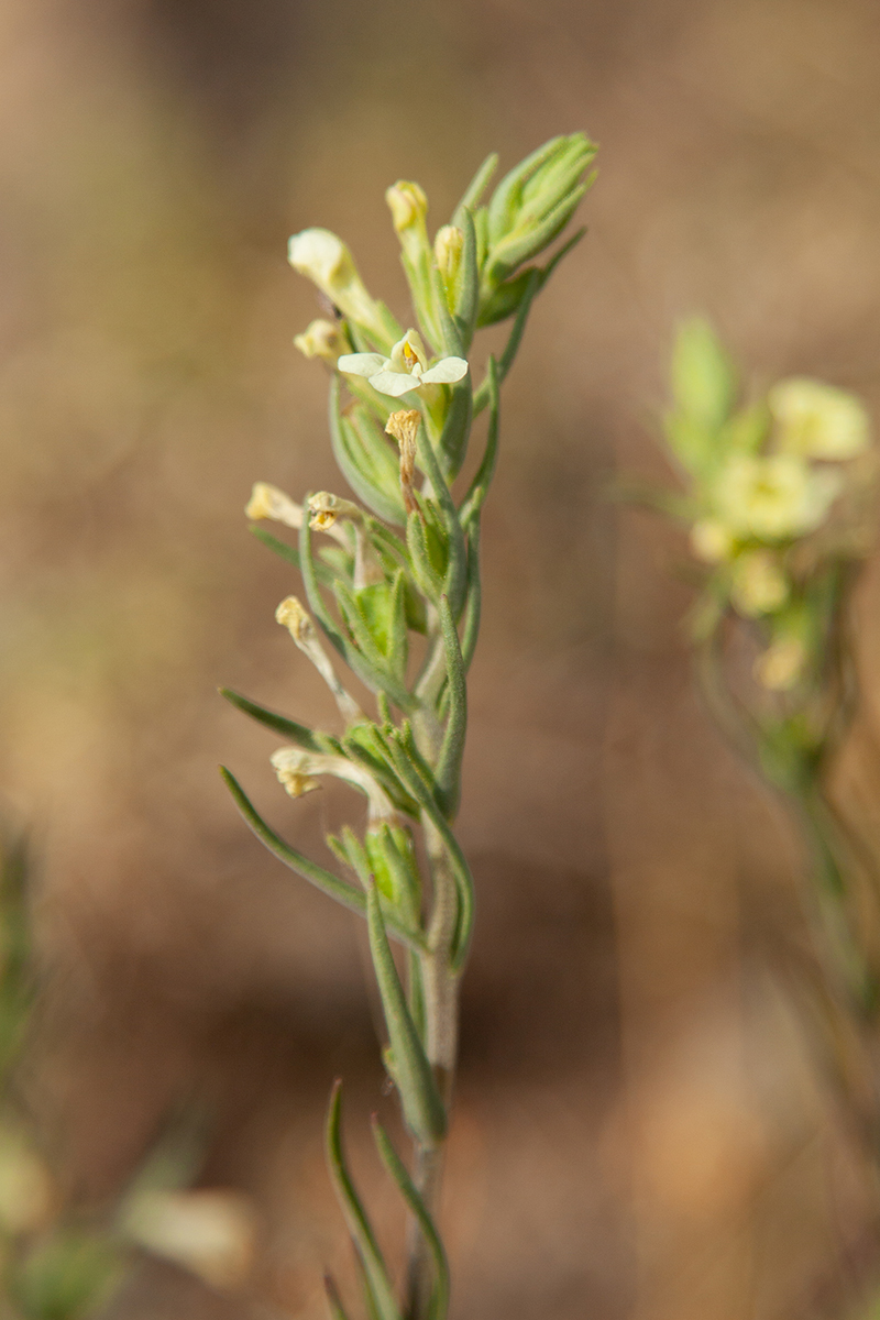 Изображение особи Macrosyringion glutinosum.