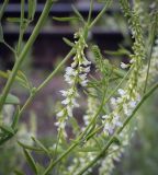 Melilotus albus. Часть побега с соцветиями. Пермский край, Кунгурский муниципальный округ, с. Моховое, станция Иренский, между ж-д путями. 25.06.2023.