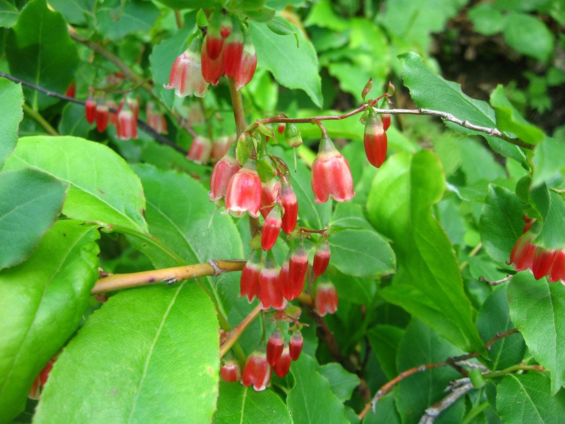 Image of Vaccinium arctostaphylos specimen.