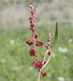 Rumex cyprius