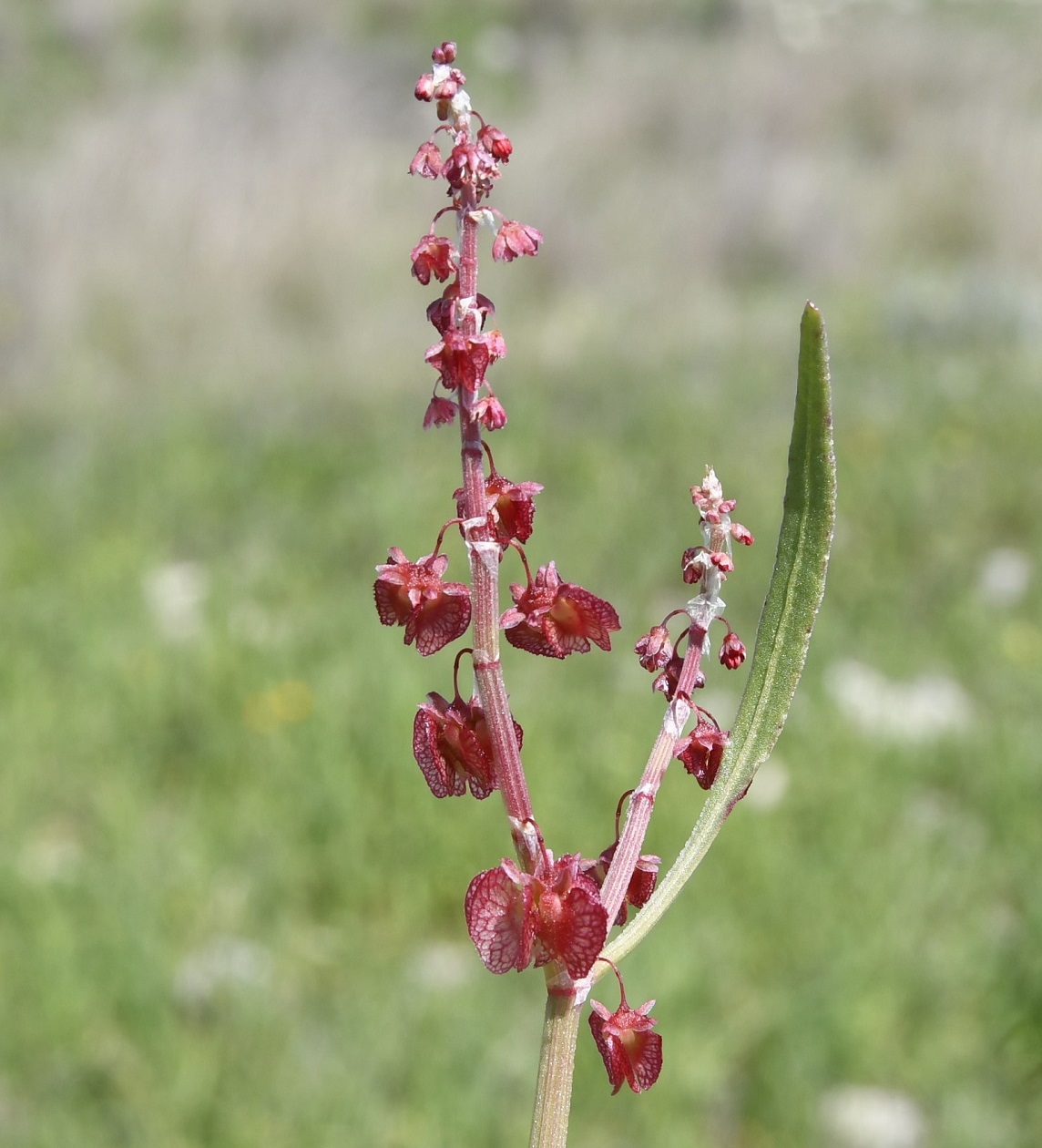 Изображение особи Rumex cyprius.