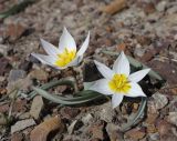 Tulipa biflora. Цветущие растения. Крым, окр. Феодосии, Лисья бухта, пустынно-степная терраса. 20 марта 2024 г.