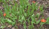 Tulipa praestans. Вегетирующие (с погрызенными листьями) и цветущие растения. Узбекистан, г. Ташкент, Ботанический сад им. Ф.Н. Русанова, в культуре. 23.03.2024.