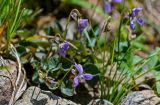 genus Viola. Цветки. Красноярский край, Шушенский р-н, национальный парк \"Шушенский Бор\", ≈ 1000 м н.у.м., каменистый склон. 11.06.2022.