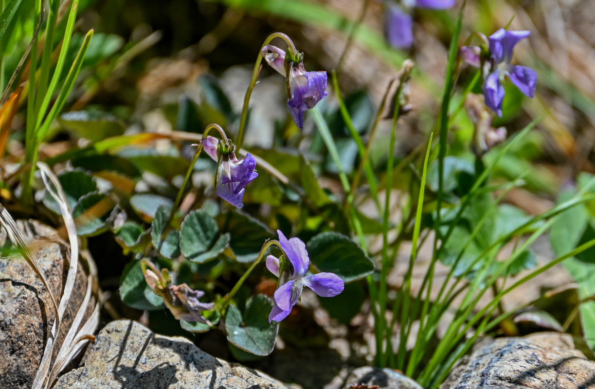 Изображение особи род Viola.