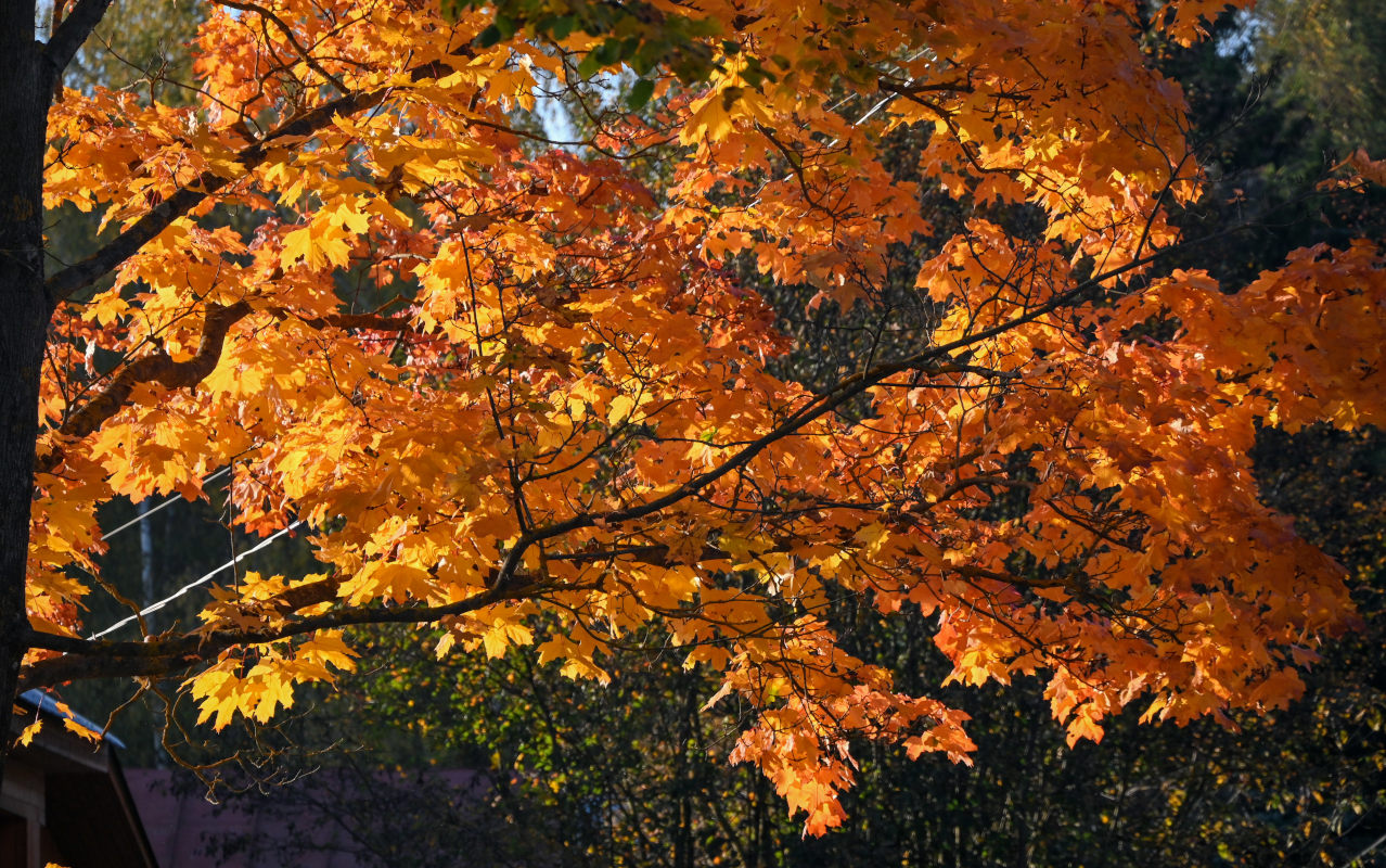 Image of Acer platanoides specimen.