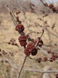 Ulmus pumila. Верхушка ветви с соцветиями. Хабаровский край, окр. г. Комсомольск-на-Амуре, вдоль грунтовой дороги. 23.04.2024.