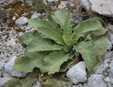 род Verbascum